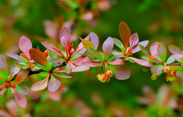 Wallpaper color, spring, twig, leag for mobile and desktop, section ...