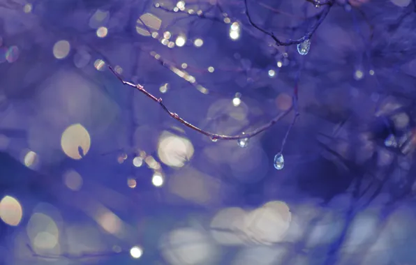 Picture drops, branches, bokeh