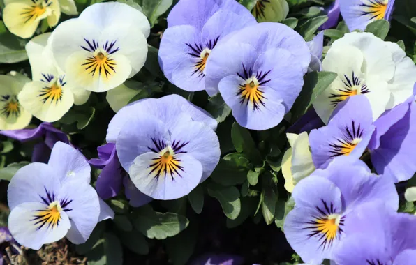 Flowers, white, Pansy, flowerbed, lilac, violet, viola