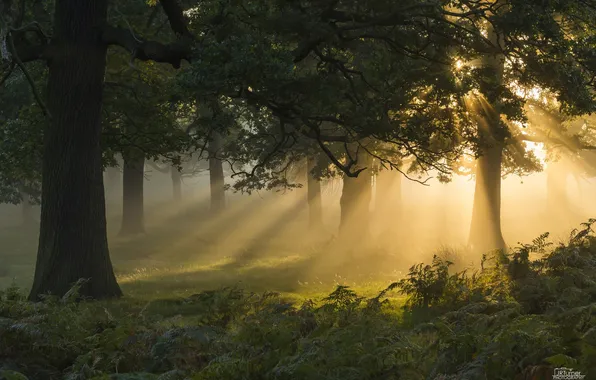 Picture forest, the sun, light, trees, fern