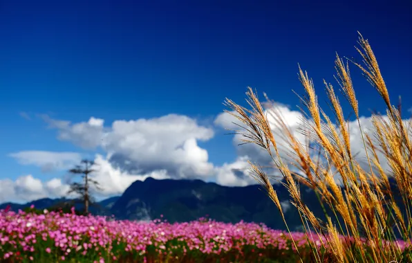 Clouds, macro, flowers, mountains, nature, spikelets, pink, field