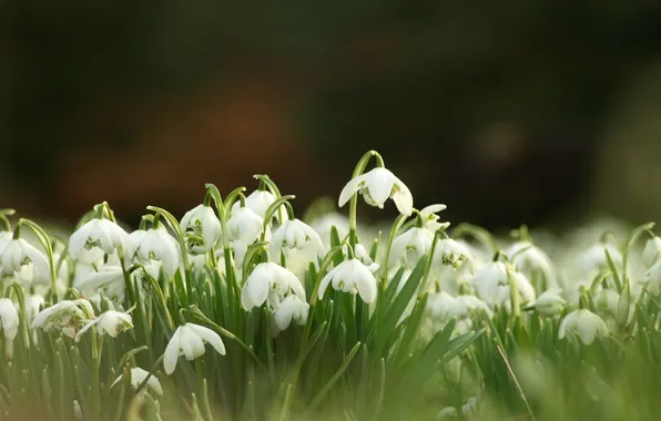 Flowers, nature, spring, snowdrops, white, primrose