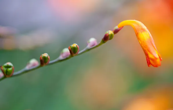 Flower, macro, orange, yellow, plant, branch, kidney