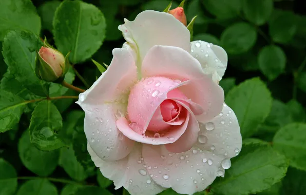 Picture photo, Flowers, Drops, Bud, Pink, Roses, Closeup