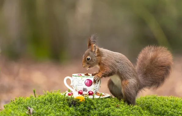 Nature, protein, mug, Cup