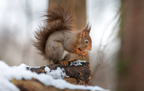 Winter, snow, trees, nature, pose, protein, profile, log