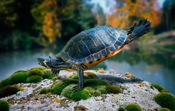 Stone, moss, turtle, dance, ninja turtle