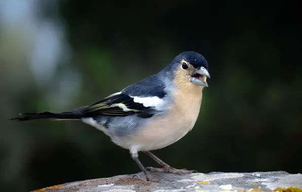 Picture bird, beak, tail, blue Chaffinch