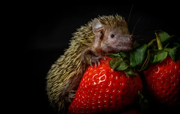 Look, berries, strawberry, muzzle, hedgehog, black background, hedgehog