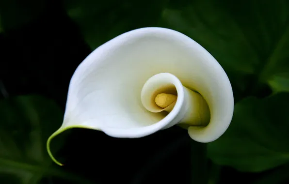 Picture curls, pistil, Calla lilies