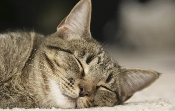 Picture carpet, sleep, Cat, sleeping