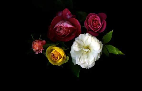 Picture light, background, Wallpaper, rose, shadow, bouquet, petals