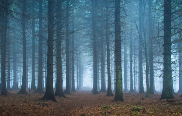 Forest, leaves, trees, fog, the way, branch