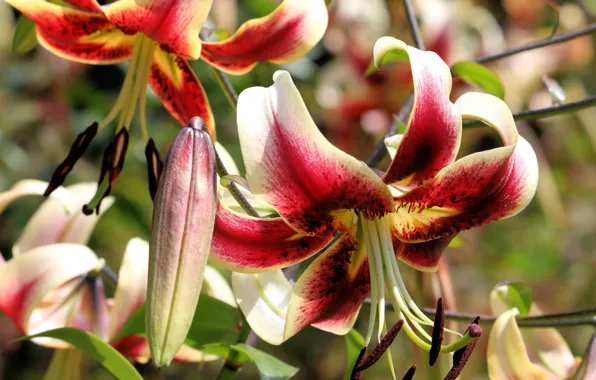 Macro, flowers, bright, Lily, garden