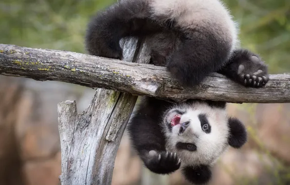 Language, pose, tree, the game, paws, baby, bear, Panda