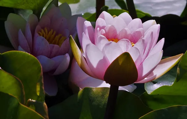 Leaves, pink, Nymphaeum