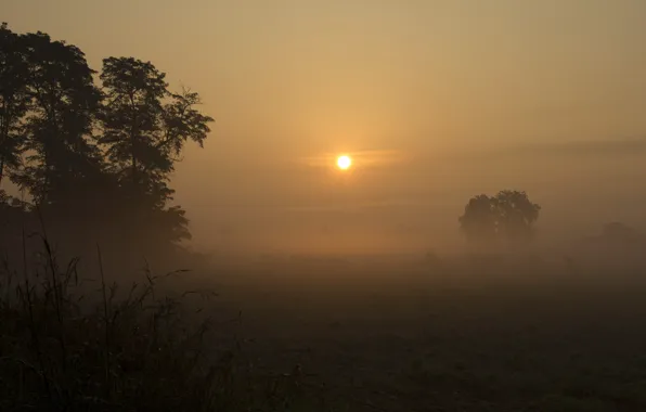 Field, the sun, trees, fog, dawn