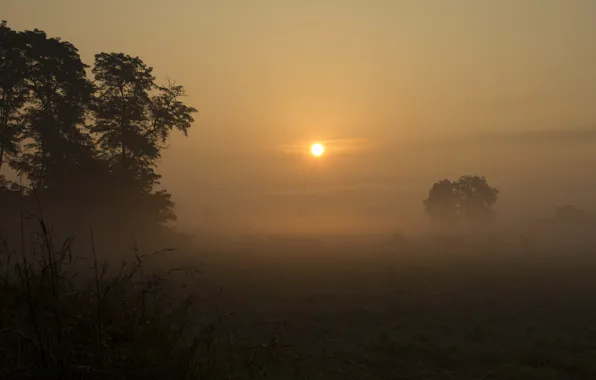 Picture field, the sun, trees, fog, dawn