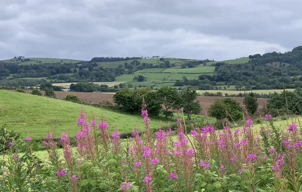Field, summer, flowers, hills, field, dal, forest, meadows