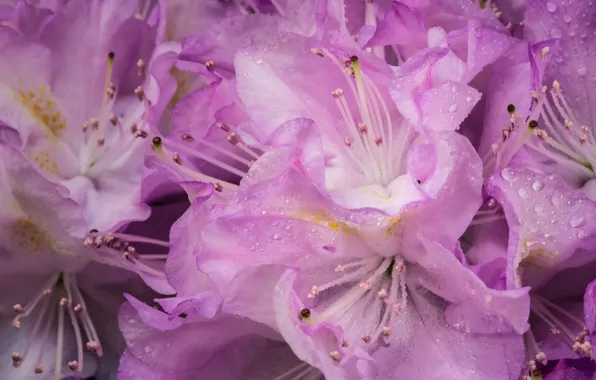 Picture drops, macro, flowers, bright, pink, color, petals, a lot