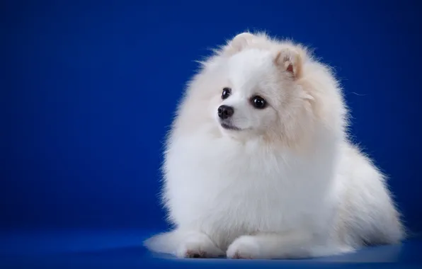 Picture white, breed, Spitz
