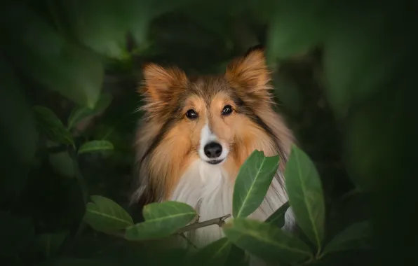 Leaves, dog, sheltie