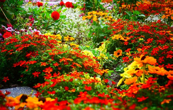Flowers, yellow, garden, red, orange, flowerbed, bright colors, a lot