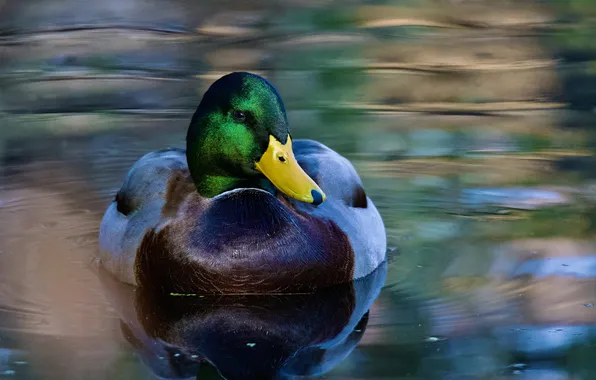 Water, lake, boy, duck, Drake