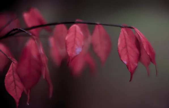 Picture leaves, branch, blur, red, autumn