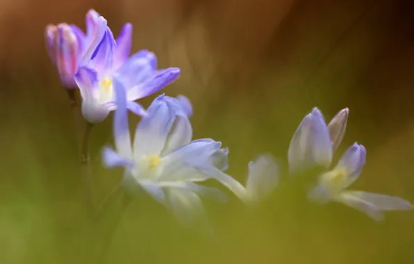 Summer, flowers, nature