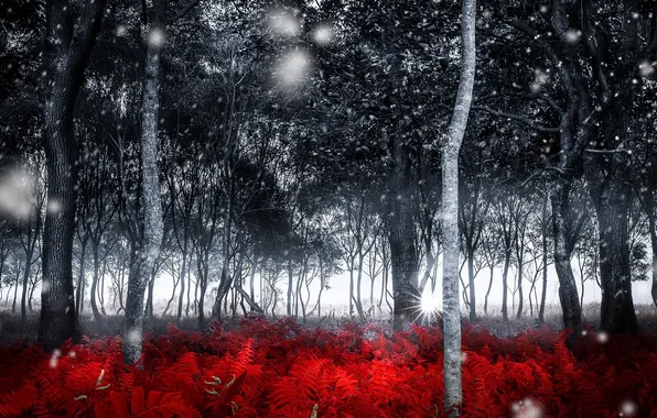 Autumn, forest, nature