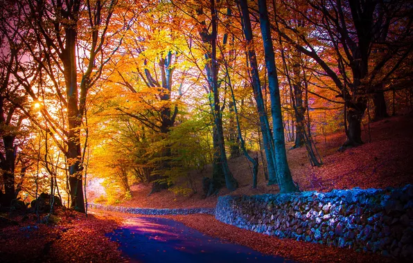 Road, autumn, trees, Park, foliage