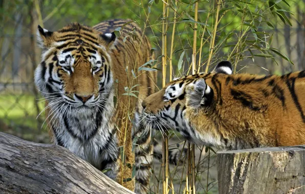Cats, tiger, bamboo, pair, profile, Amur