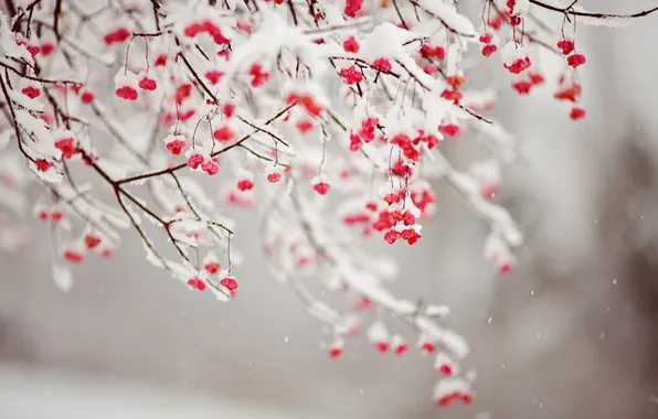 Picture snow, branches, fruit, red
