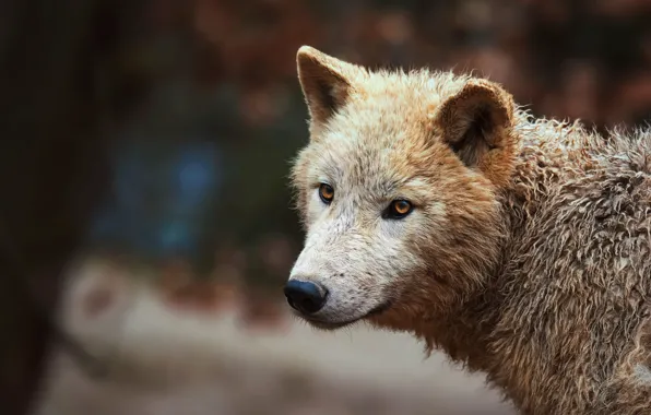 White, eyes, look, face, the dark background, background, wolf, portrait