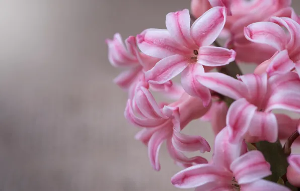 Picture macro, flowers, close-up, grey, background, petals, hyacinths