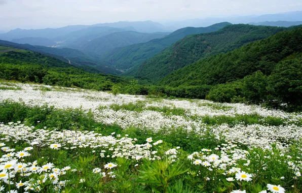 Greens, forest, summer, flowers, mountains, hills, view, chamomile