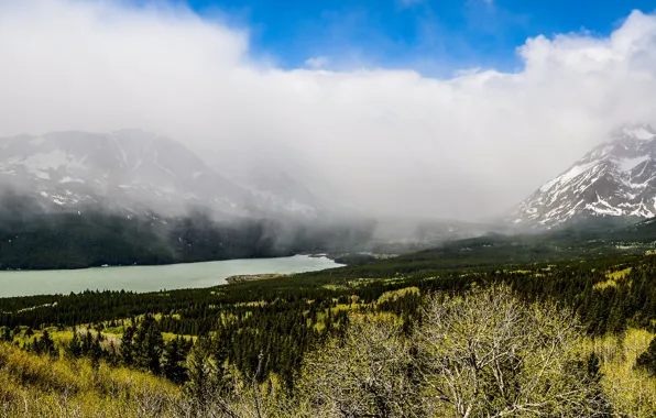 Picture autumn, forest, clouds, snow, trees, mountains, branches, fog