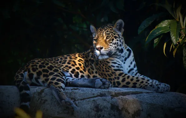 Picture look, leaves, the dark background, stones, lies, Jaguar