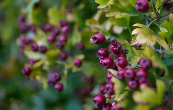 Macro, berries, bokeh, Saskatoon