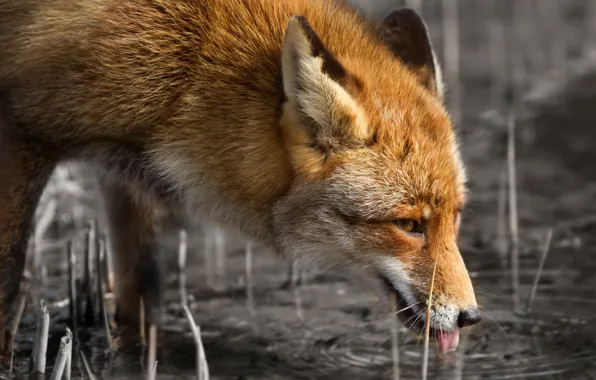 Nature, beauty, Fox
