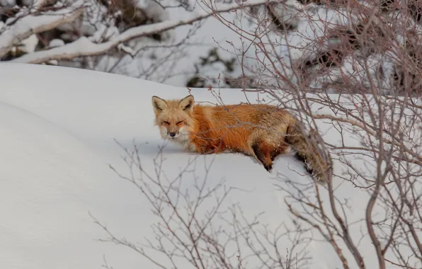 Winter, look, snow, branches, nature, Fox, the snow, walk