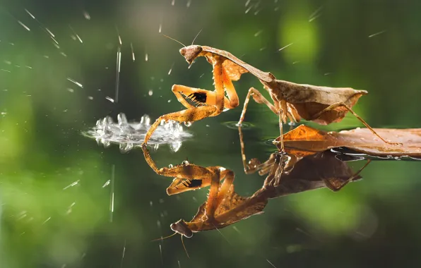 Water, drops, macro, squirt, reflection, mantis