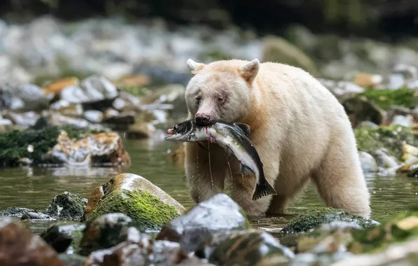 Face, river, stones, fishing, fish, bear, pond, bokeh