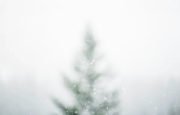 Winter, snow, nature, spruce, bokeh, white white