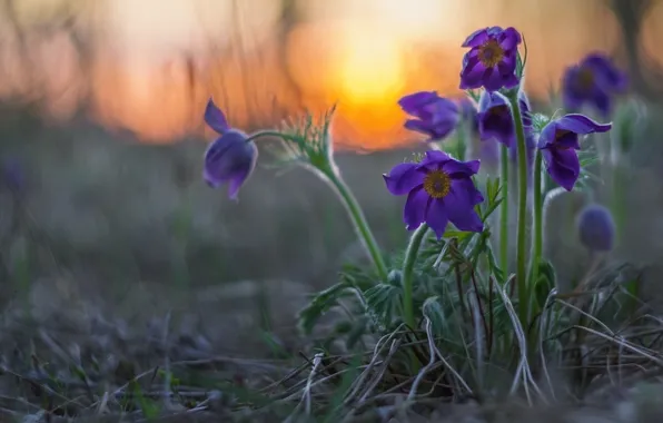 Picture sunset, spring, bokeh, Sleep-grass, Cross