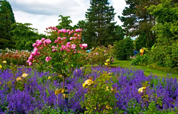 Picture greens, trees, flowers, Park, people, Canada, Vancouver, the bushes