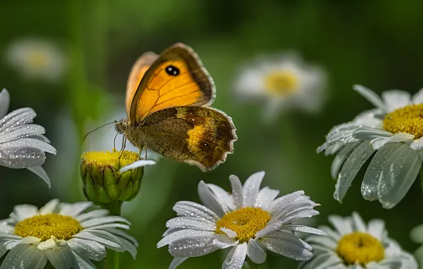 Macro, butterfly, chamomile