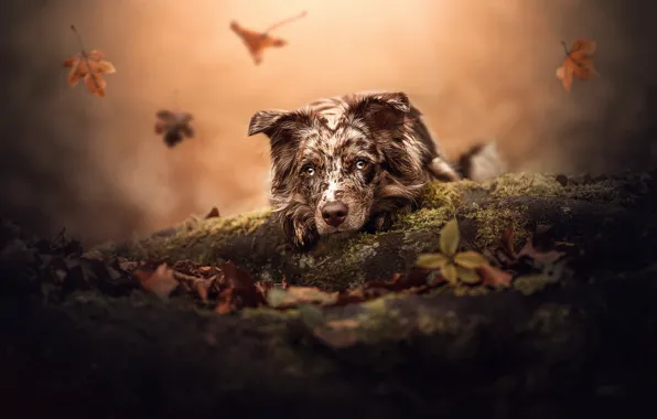 Autumn, face, leaves, dog, log