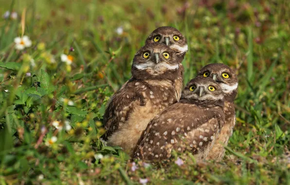 Grass, look, birds, company, owls, bokeh, Quartet, four